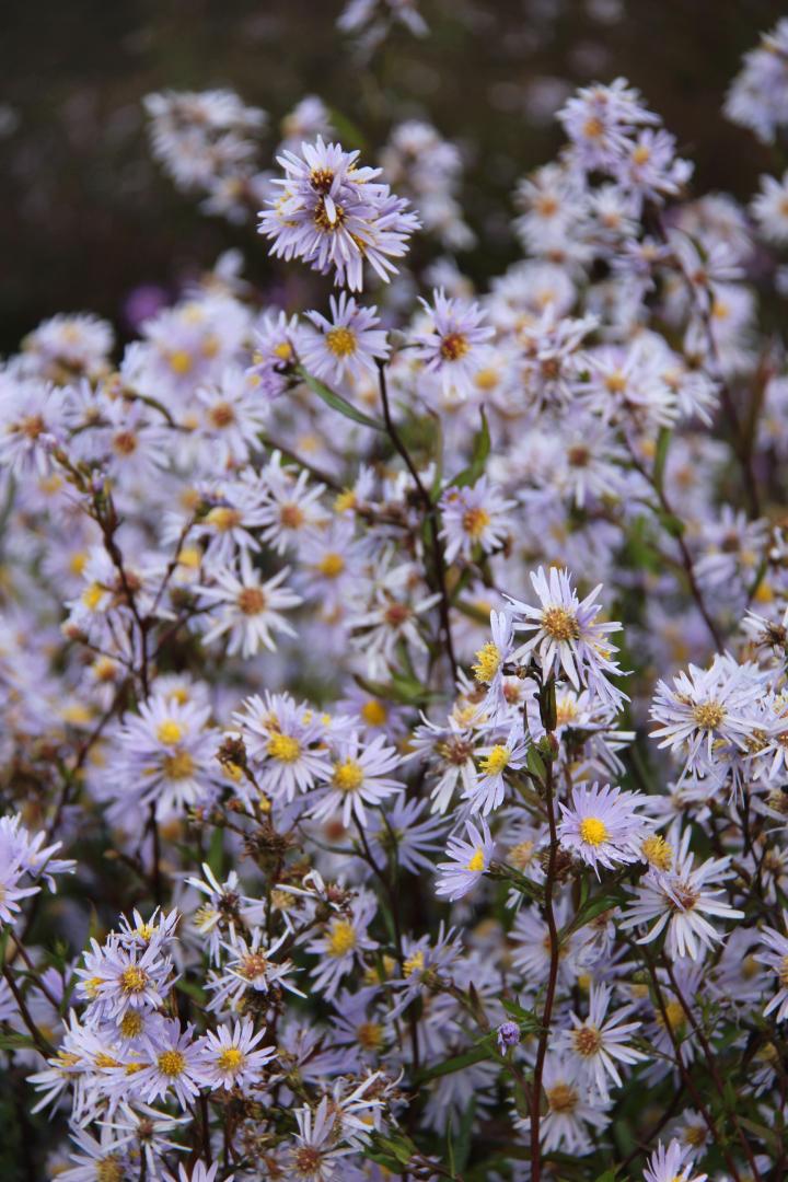 Aster laevis 'Novemberblau'