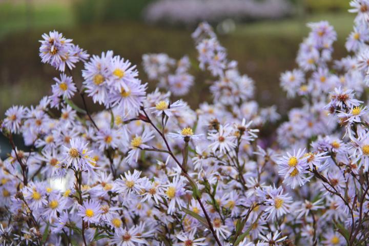 Aster laevis 'Novemberblau'