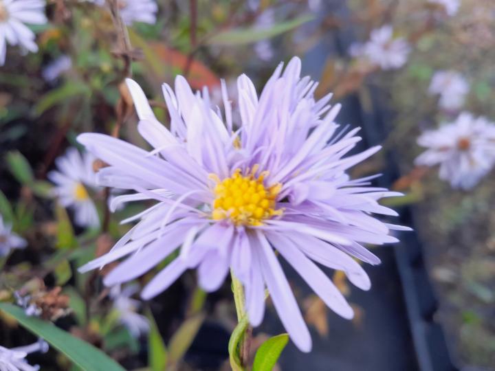 Aster laevis 'Novemberblau'