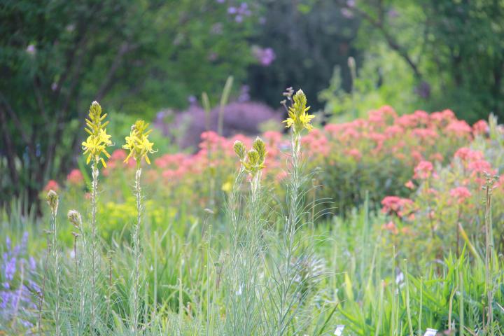 Asphodeline lutea