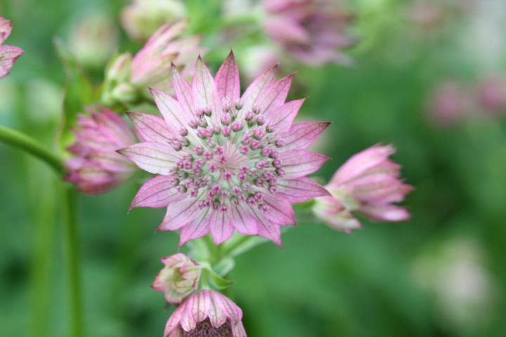 Astrantia major