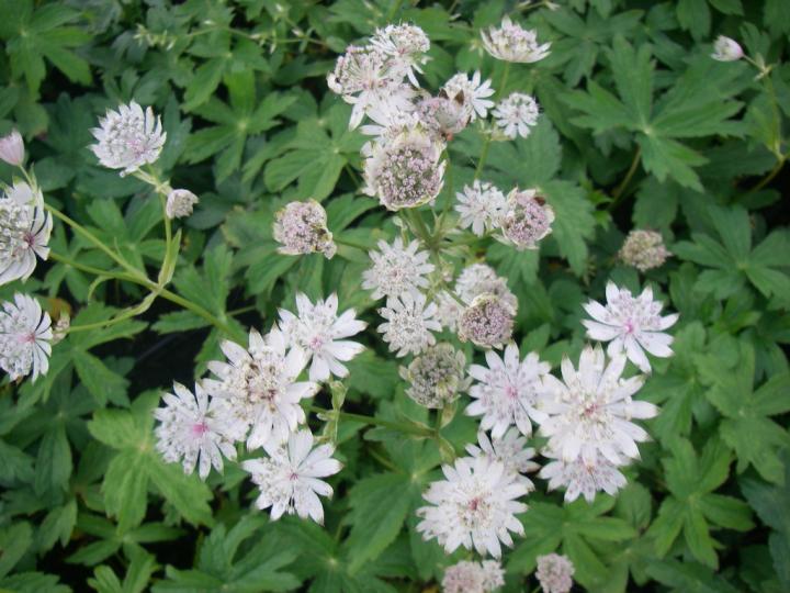 Astrantia major 'Alba'