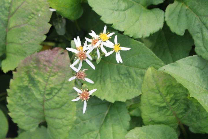 Aster macrophyllus 'Albus'