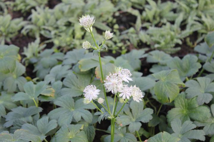 Astrantia major 'Buckland'