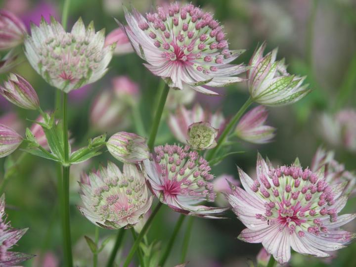 Astrantia major 'Buckland'