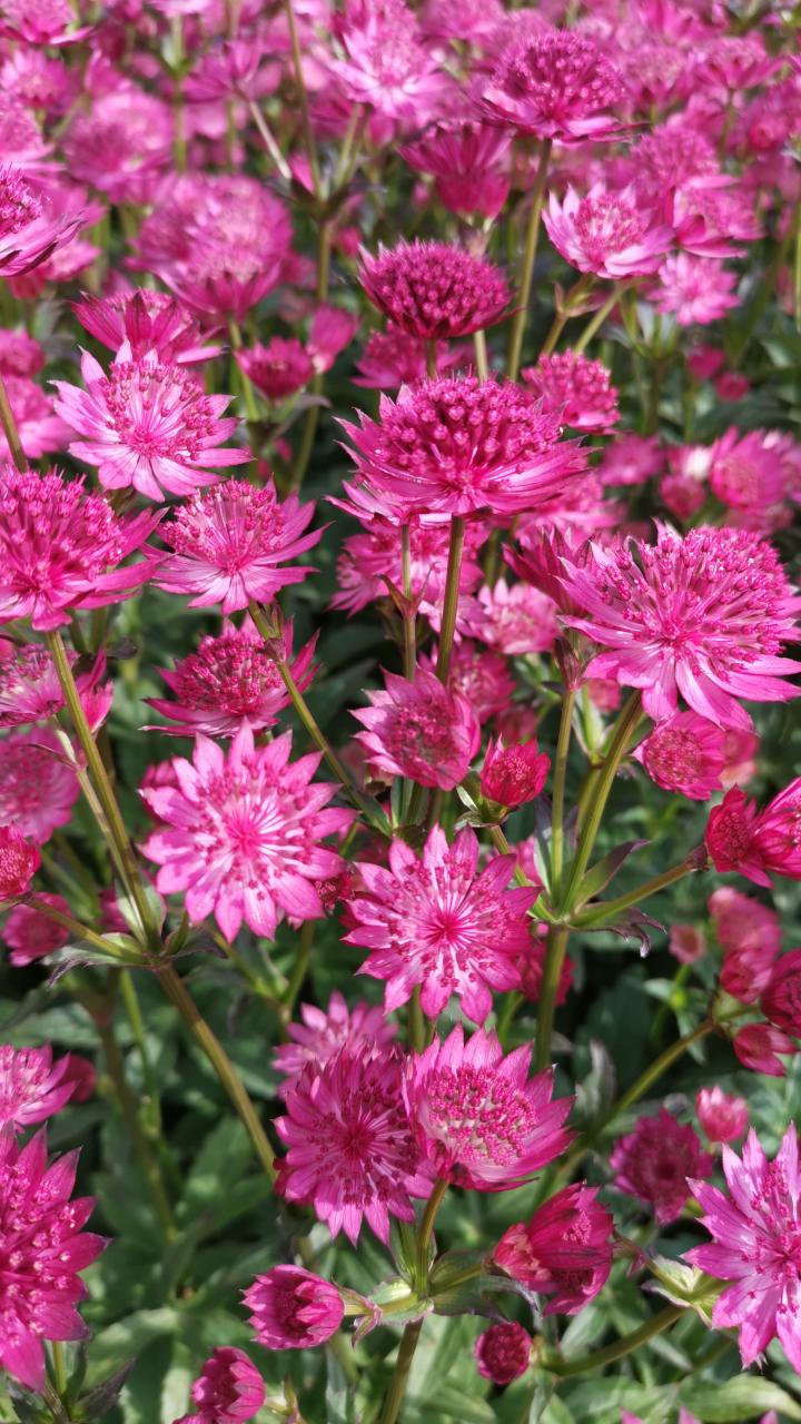 Astrantia major 'Capri' ®