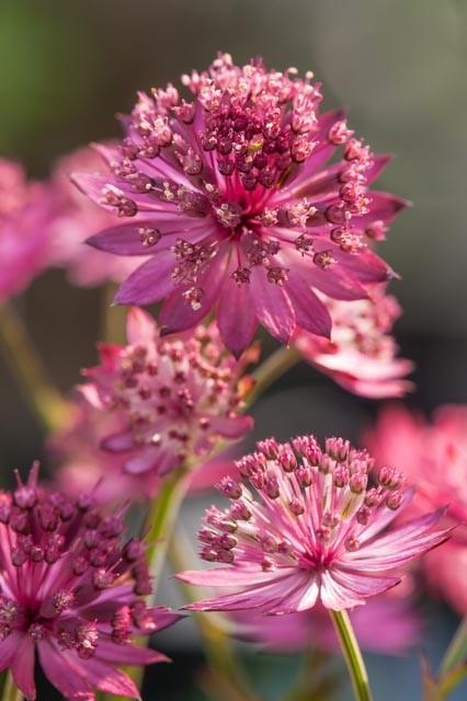 Astrantia major 'Capri' ®