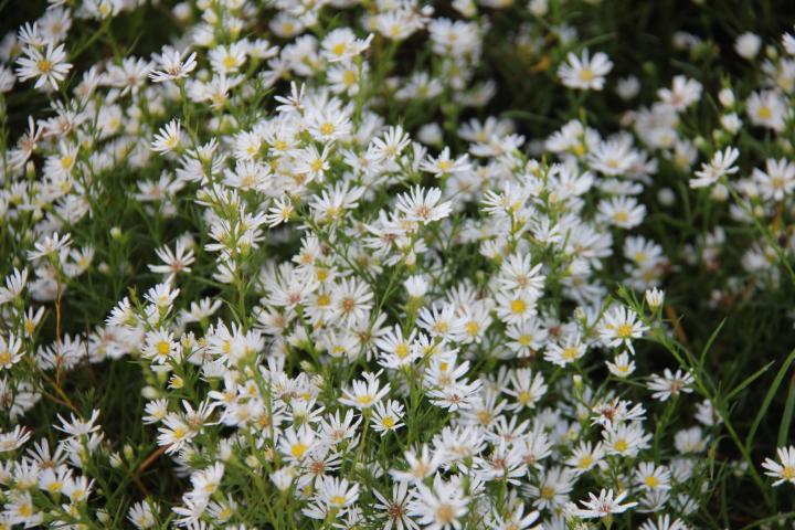 Aster universum 'Monte Cassino'