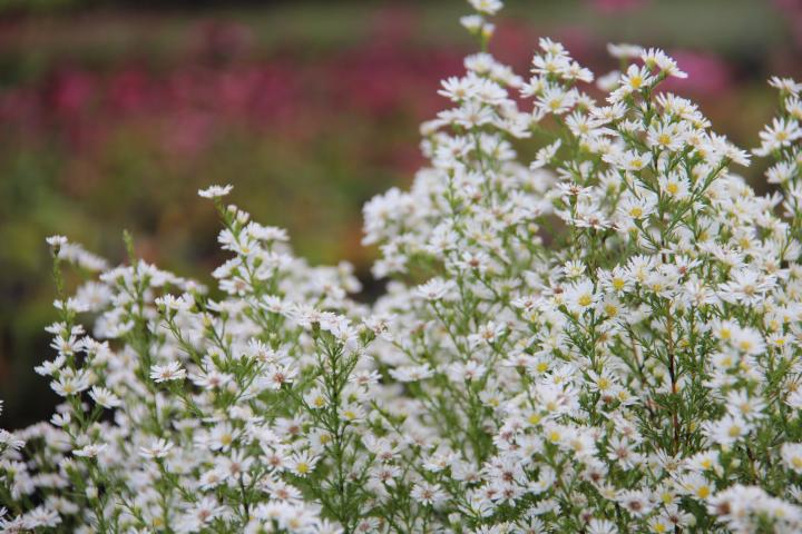 Aster universum 'Monte Cassino'