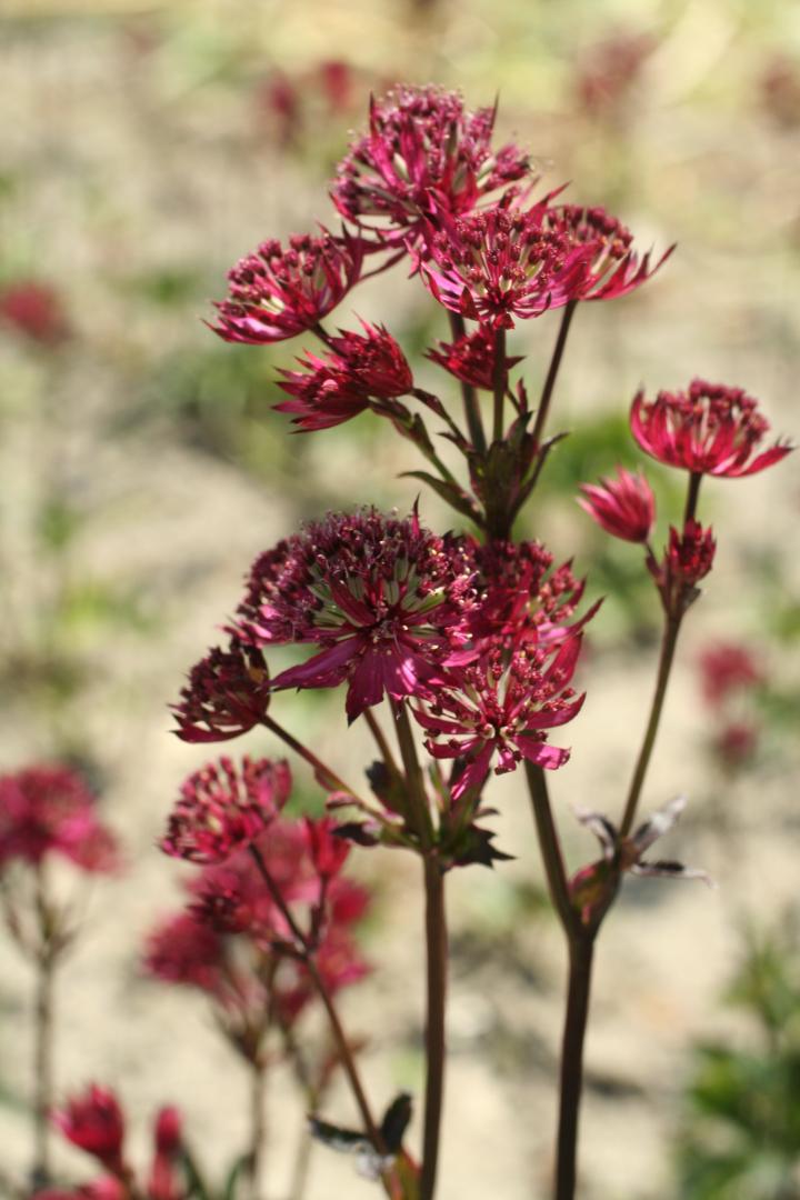 Astrantia major 'Claret'