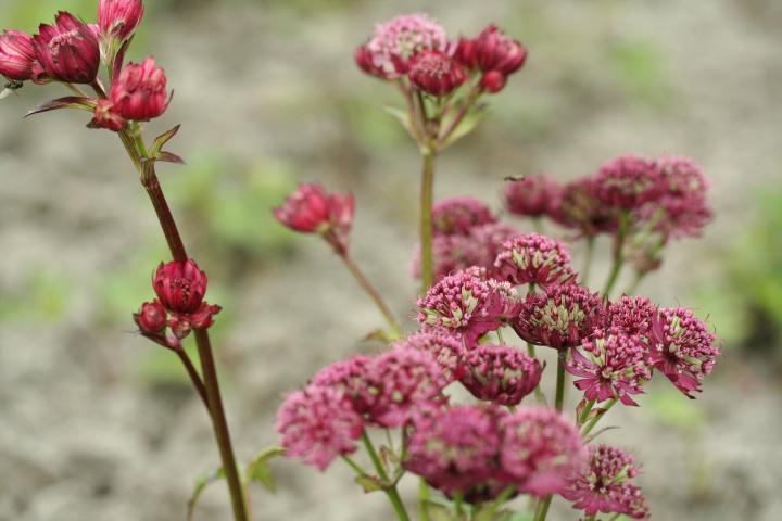 Astrantia major 'Lars'