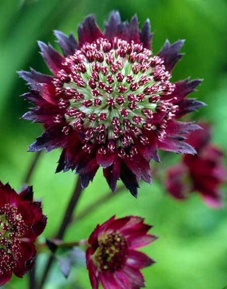 Astrantia major 'Moulin Rouge' PBR
