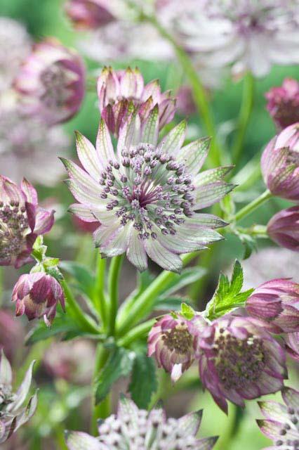 Astrantia major 'Orion'