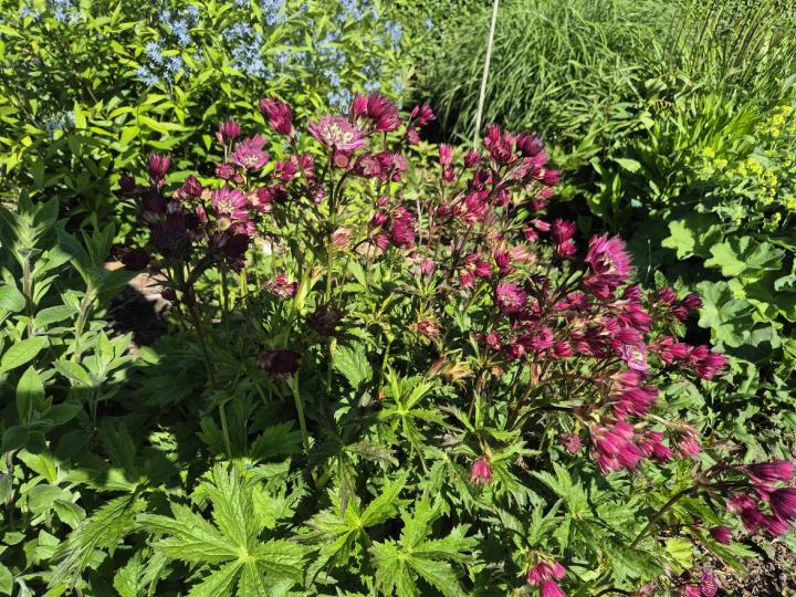 Astrantia major 'Orion'