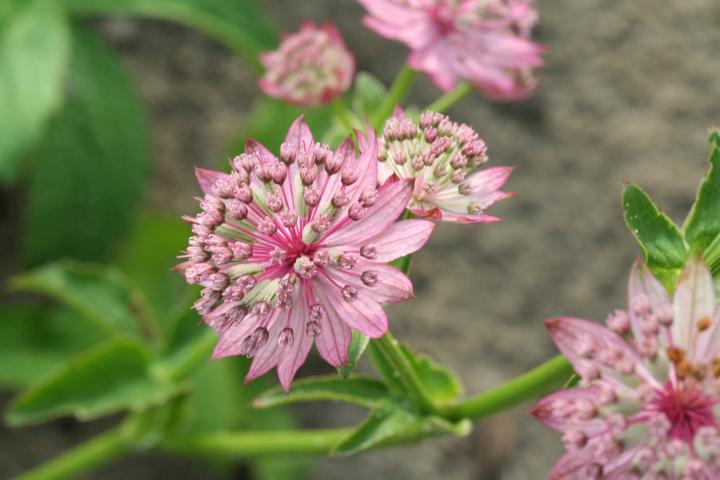 Astrantia major 'Pink Pride'
