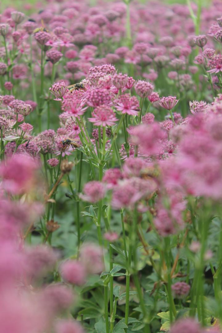 Astrantia major 'Roma' PBR