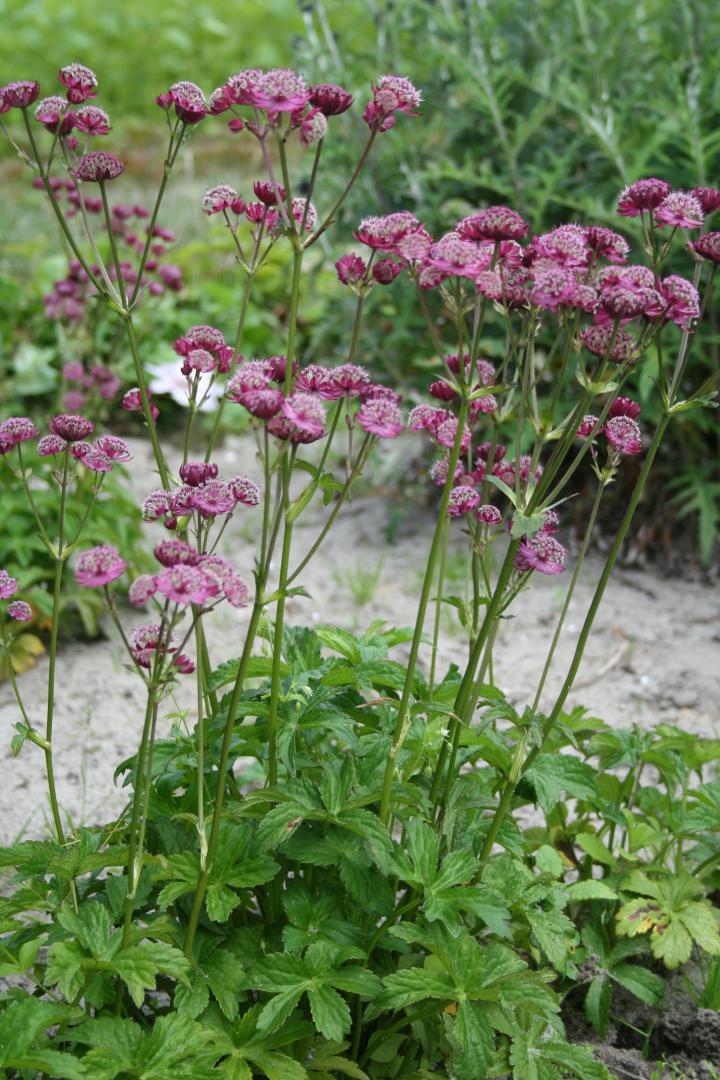 Astrantia major 'Rubra'