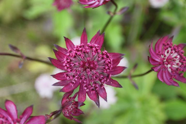 Astrantia major 'Ruby wedding'