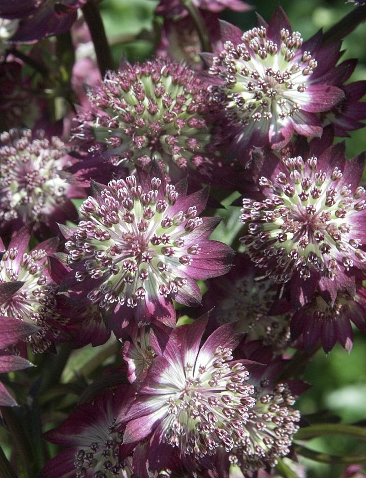Astrantia major 'Star of Beauty' ®