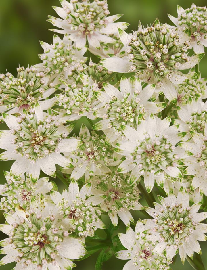 Astrantia major 'Star of Billion' PBR