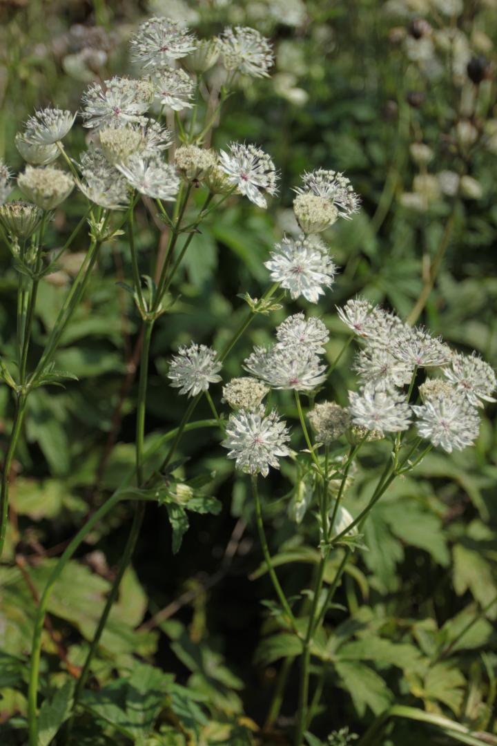 Astrantia major 'Shaggy' (Margery Fish)