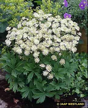 Astrantia major 'Snowstar' ®
