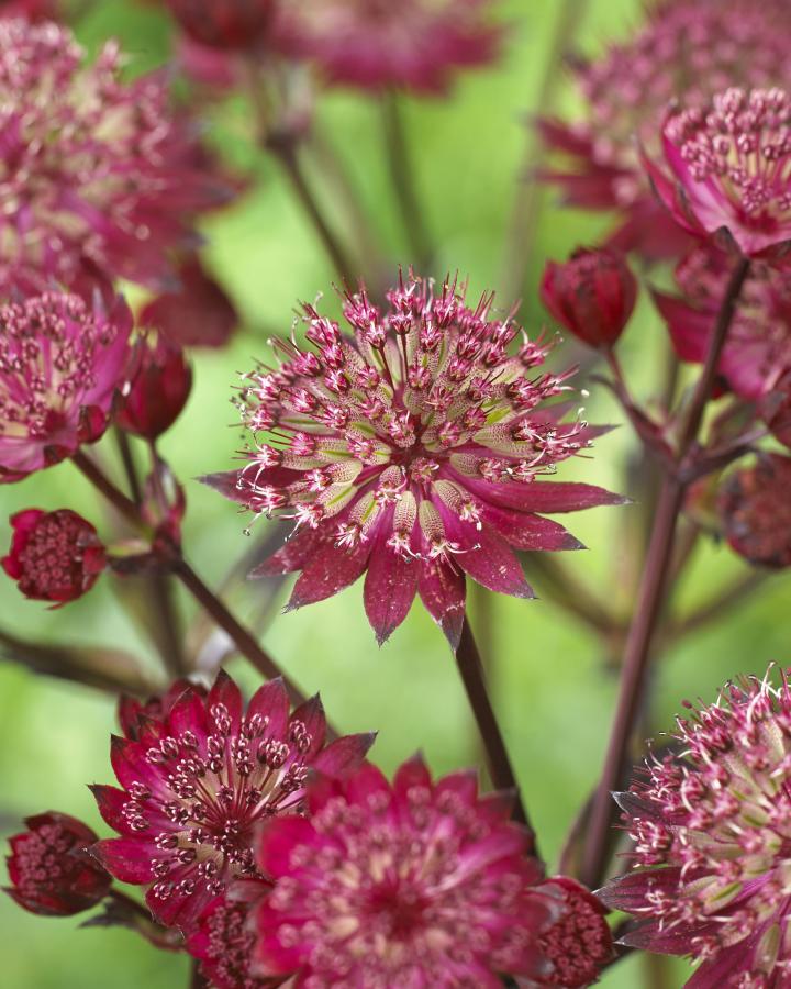 Astrantia major 'Star of Love' ®