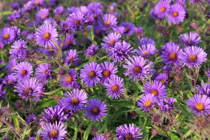 Aster novae-angliae 'Barr's Blue'
