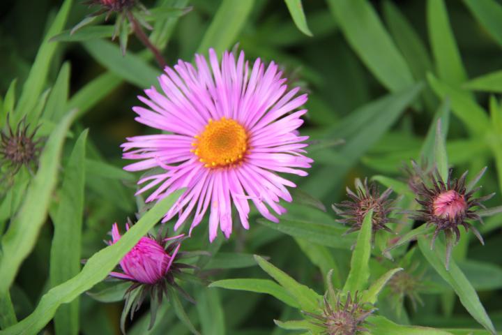 Aster novae-angliae 'Barr's Pink'