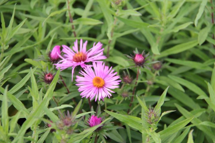 Aster novae-angliae 'Barr's Pink'