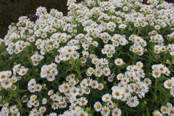 Aster novae-angliae 'Herbstschnee'
