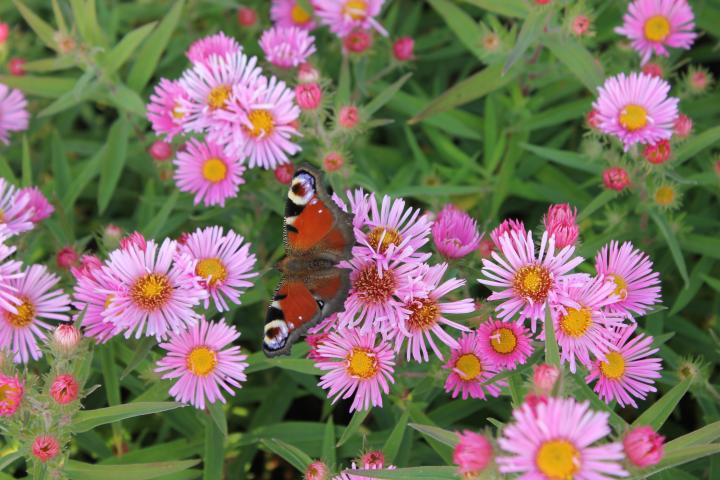 Aster novae-angliae 'Harrington's Pink'