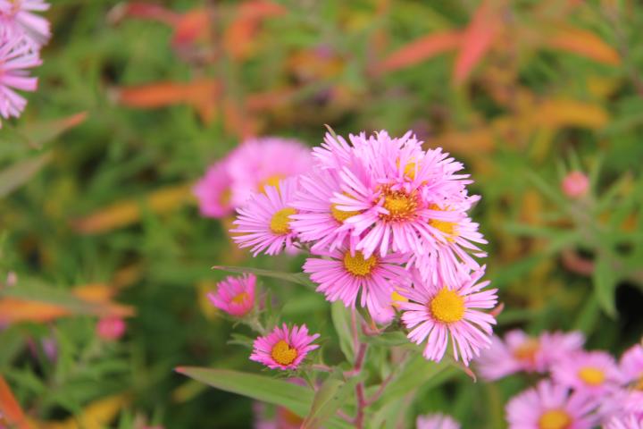 Aster novae-angliae 'Harrington's Pink'