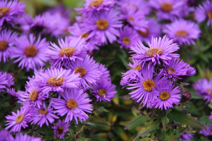 Aster novae-angliae 'Purple Dome'