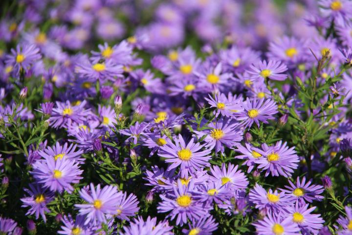 Aster novae-angliae 'Purple Dome'