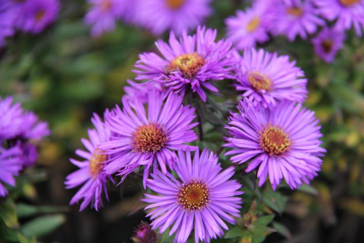 Aster novae-angliae 'Purple Dome'