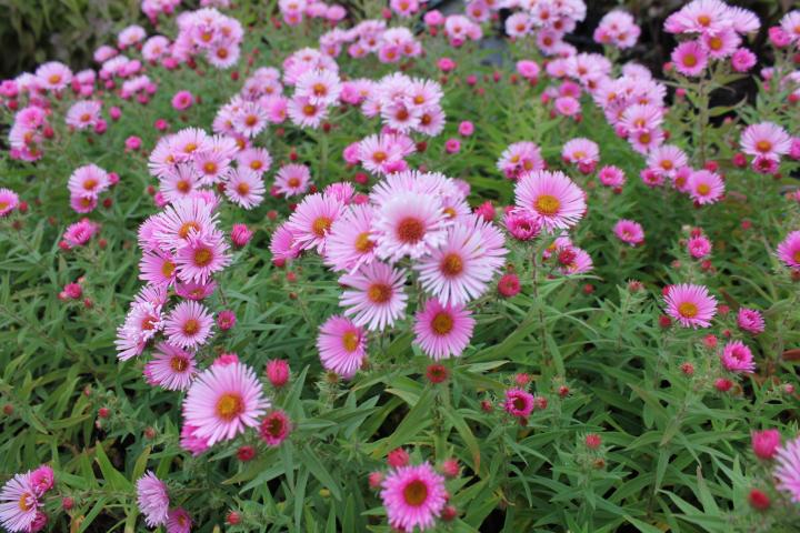 Aster novae-angliae 'Rudelsburg'