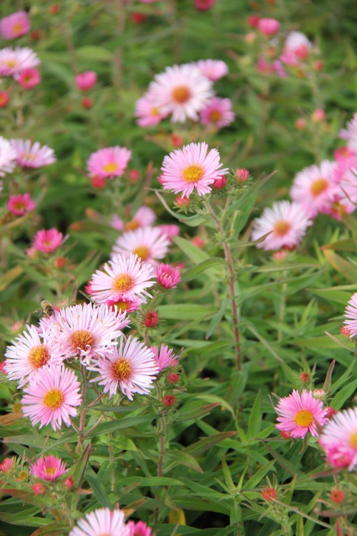 Aster novae-angliae 'Rudelsburg'
