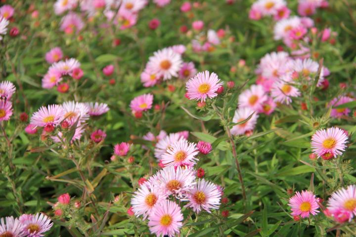 Aster novae-angliae 'Rudelsburg'