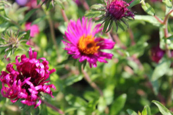 Aster novae-angliae 'Septemberrubin'