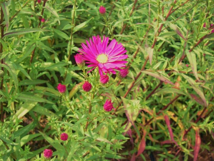 Aster novi-belgii 'Crimson Brocade'