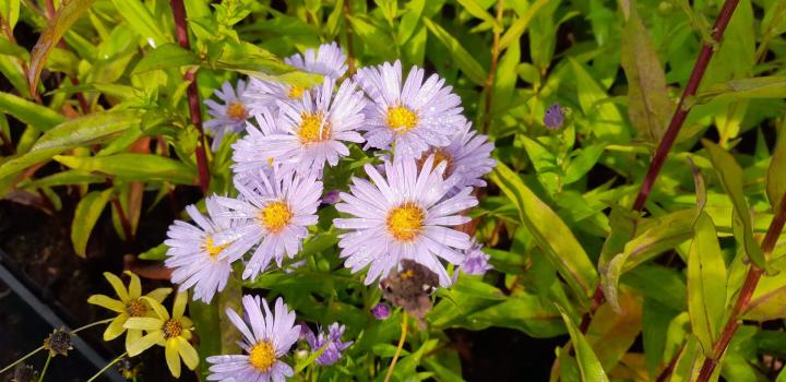 Aster novi-belgii 'Dauerblau'