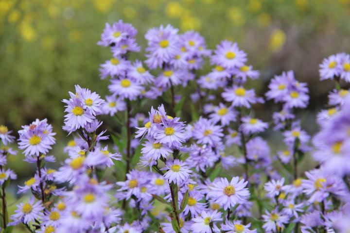 Aster novi-belgii 'Dauerblau'