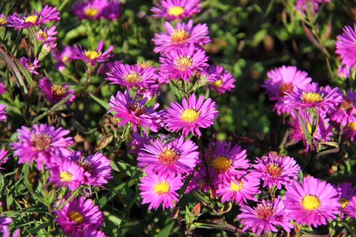 Aster novi-belgii 'Karminkuppel'