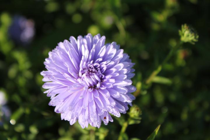 Aster novi-belgii 'Marie Ballard'