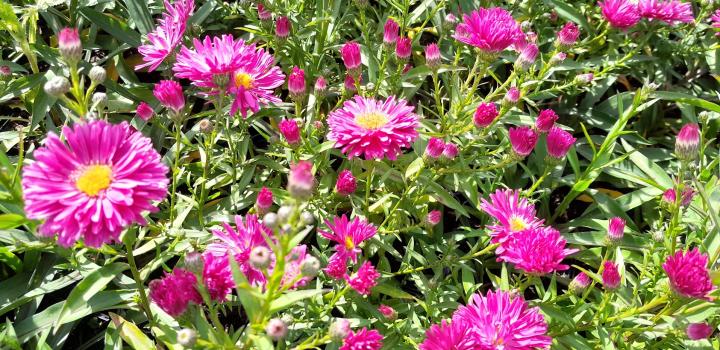 Aster novi-belgii  'Neron'