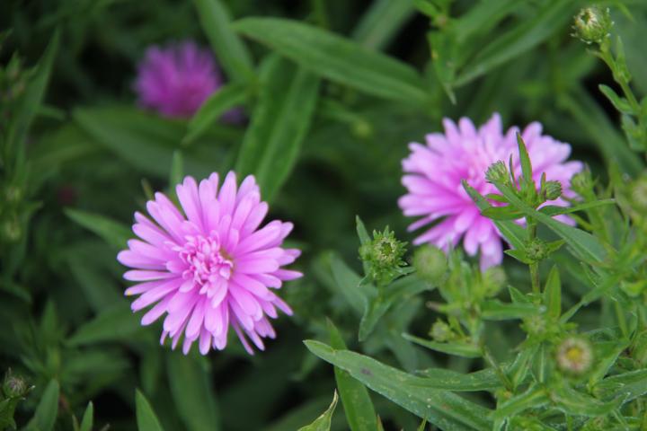 Aster novi-belgii 'Patricia Ballard'