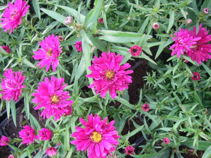 Aster novi-belgii 'Royal Ruby'
