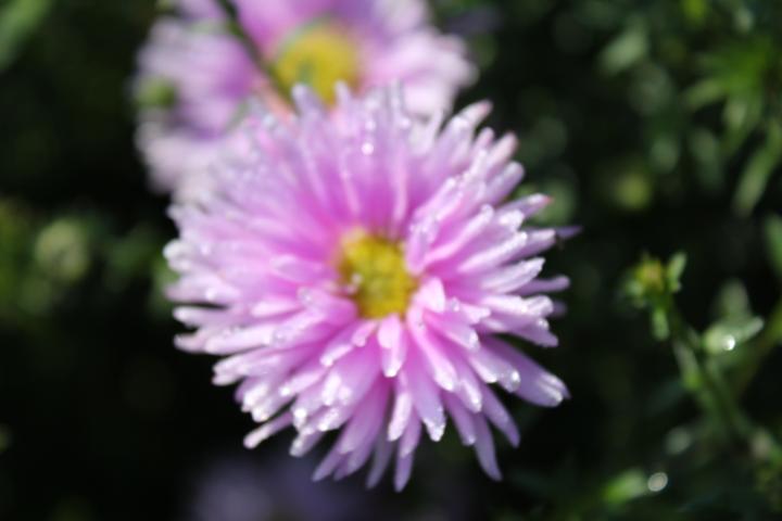 Aster novi-belgii 'Sarah Ballard'