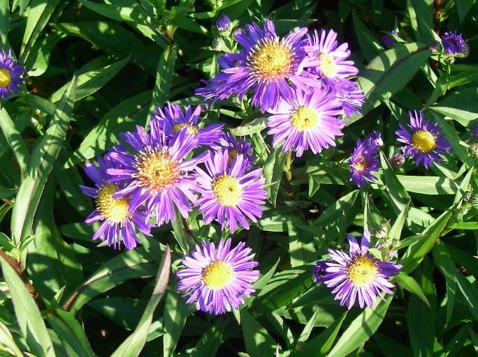 Aster novi-belgii 'Schöne von Dietlikon'
